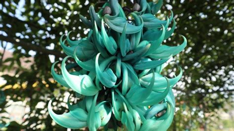 50+ Unique and Strange Flower Names You’ve Probably Never .